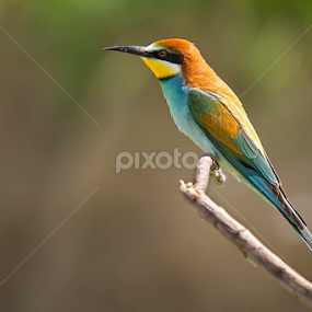 European bee-eater 4 by Simon Kovacic - Animals Birds