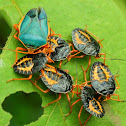 Stink bug and nymphs