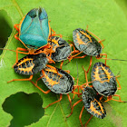 Stink bug and nymphs