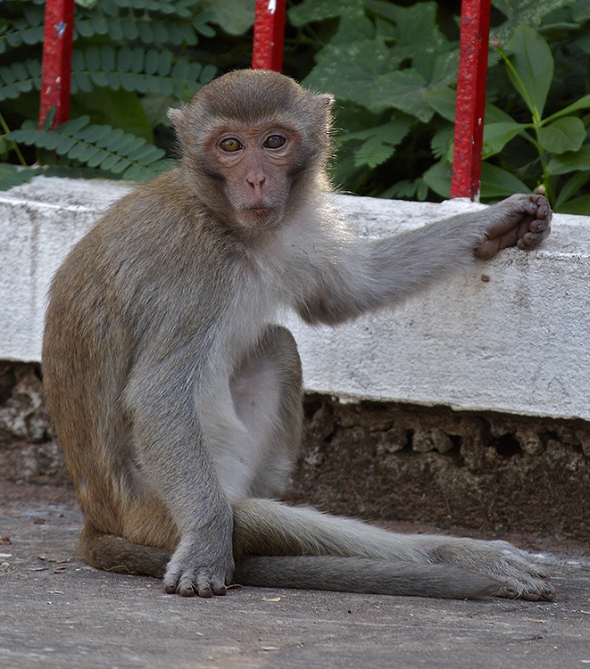 Long-tailed Macaque