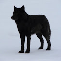 Alaskan Black Wolf