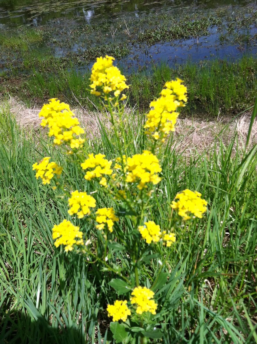 Wild Mustard (in flower)