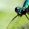 Ebony Jewelwing