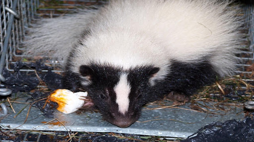 How to Get Rid of Skunks