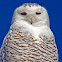 Snowy Owl