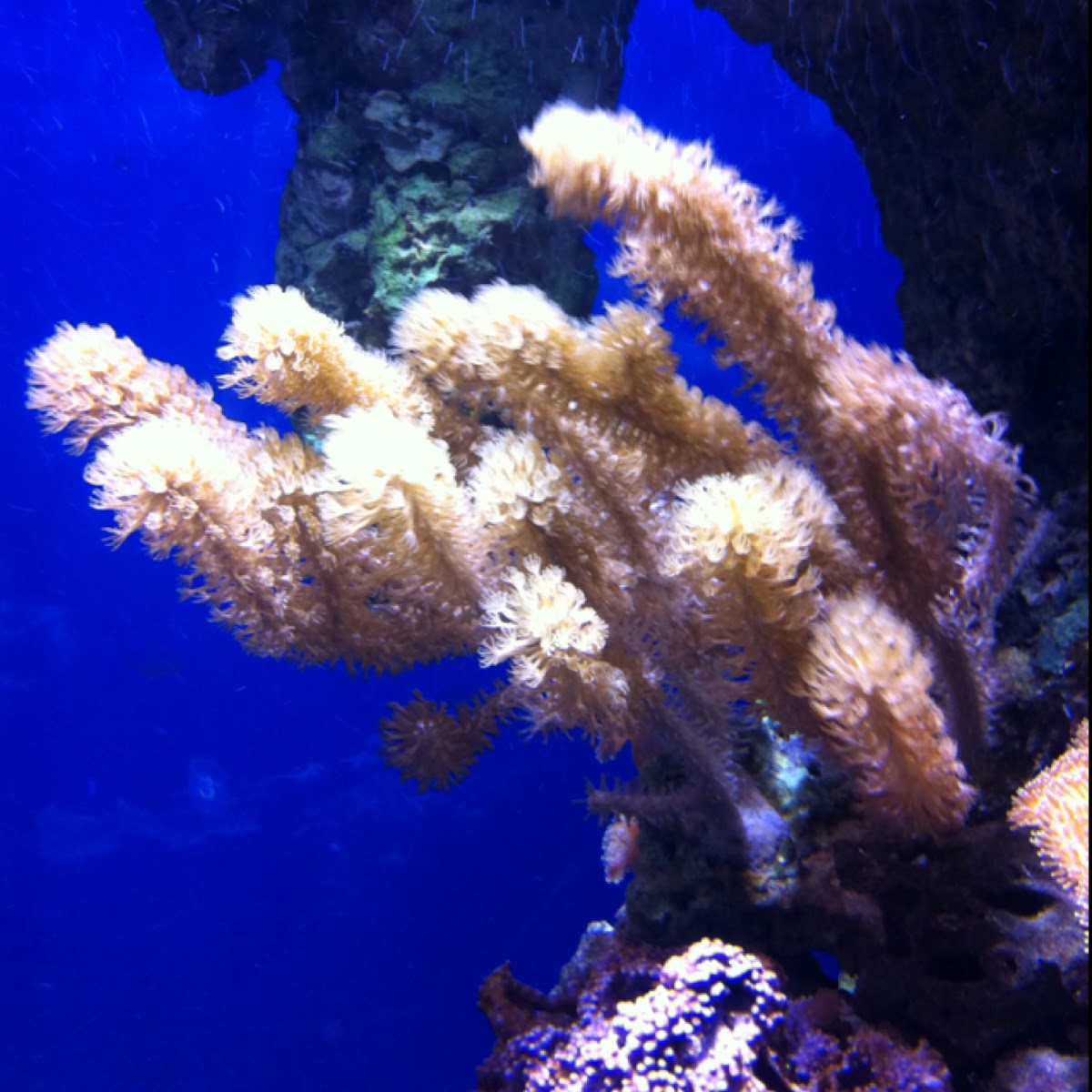 Cathedral coral -soft coral