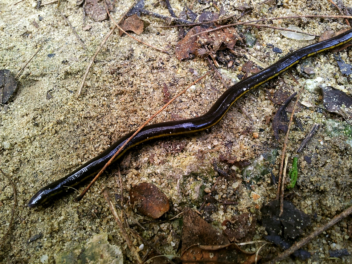 Yellow-banded Caecilian