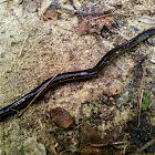 Yellow-banded Caecilian