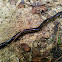 Yellow-banded Caecilian
