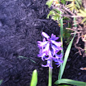 Garden hyacinth