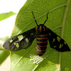 Tiger Moth or Amata Moth
