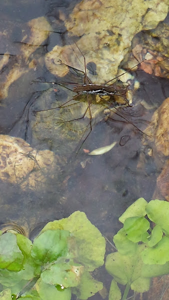 Water Strider | Project Noah