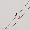 Pied Bushchat