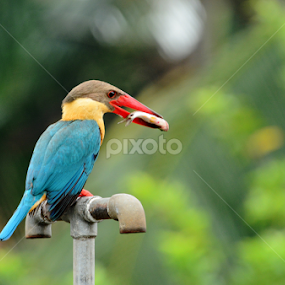 Fishy meal. by Suchetana Sen - Animals Birds