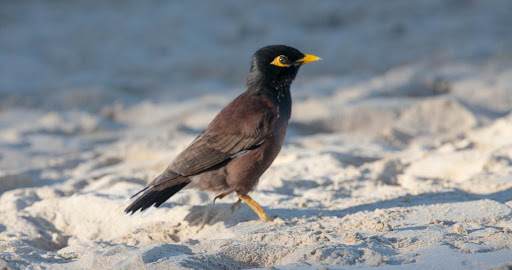 bird-Kailua-Beach-Park - A pretty tropical bird landed right next to our blanket in Kailua Beach Park, a week after President Obama vacationed right up the beach.