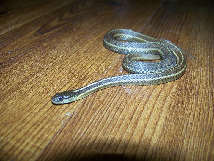 Northwestern Garter Snake
