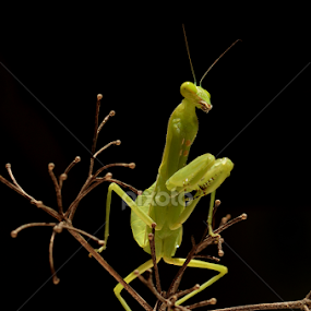 Walang Kadung by Gigih Ardiantoro - Animals Insects & Spiders