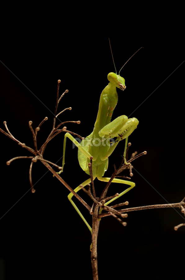 Walang Kadung by Gigih Ardiantoro - Animals Insects & Spiders