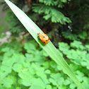 Seven-spotted ladybug pupa