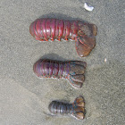 California Spiny Lobster- exoskeletons