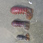 California Spiny Lobster- exoskeletons