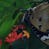 Danaid Butterfly- Female