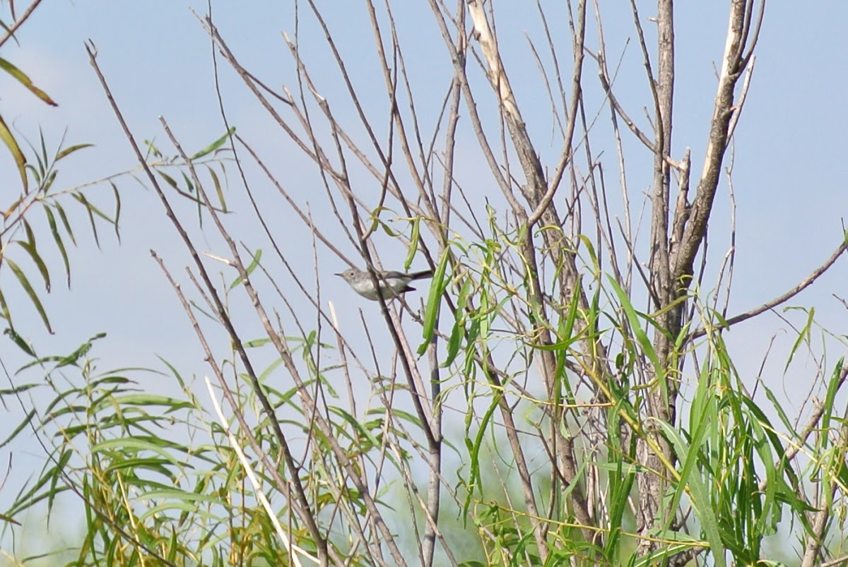Blue-gray Gnatcatcher (taking flight)