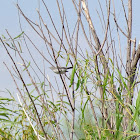 Blue-gray Gnatcatcher (taking flight)