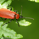 Cardinal beetle