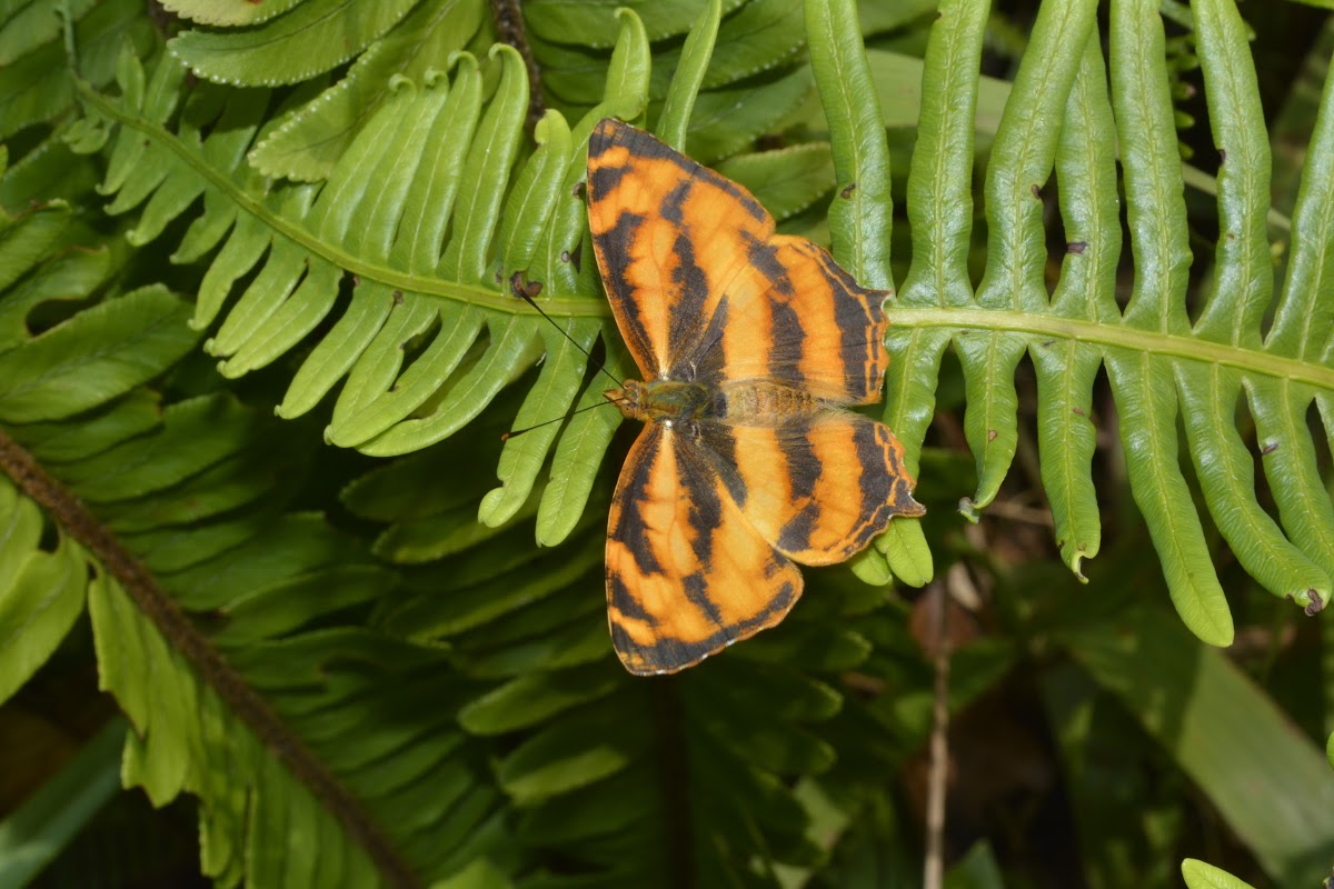 Common Jester Butterfly
