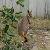 Yellow-footed Rock-wallaby