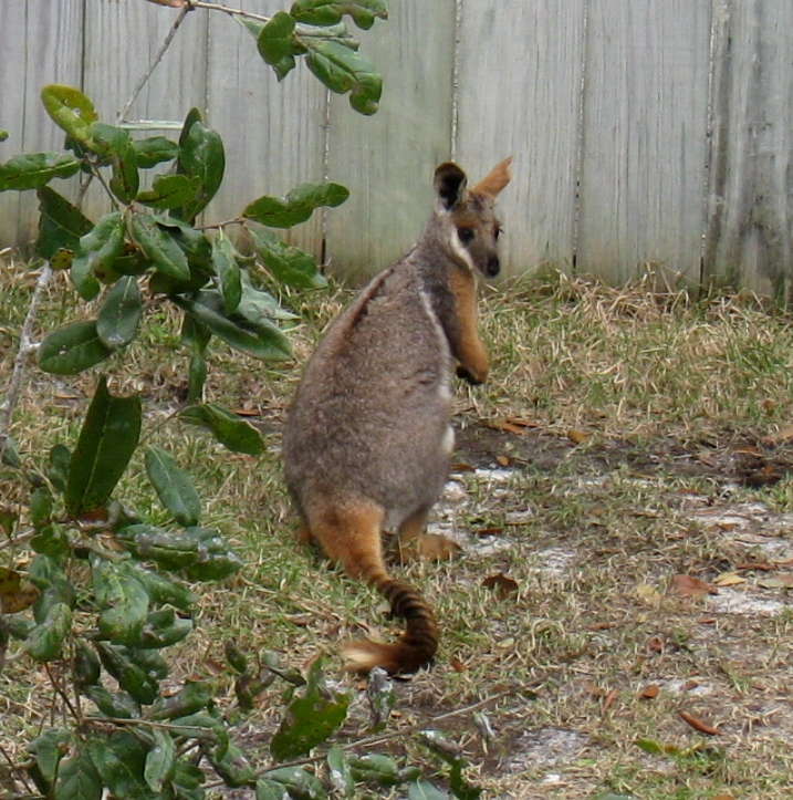 Yellow-footed Rock-wallaby