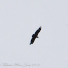 Griffon Vulture; BuitreLeonado