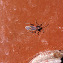 Eastern Boxelder Bug