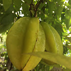 Carambola (starfruit)