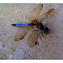 Dragon fly