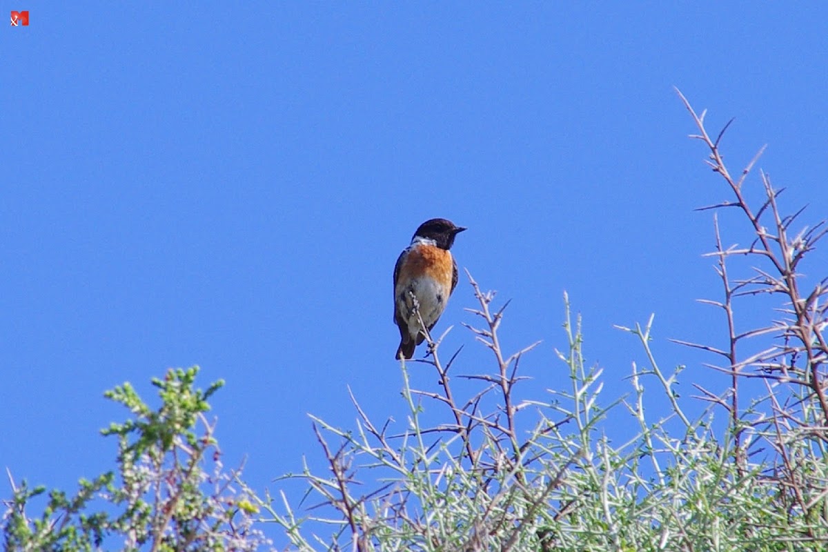 European Stonechat (Ευρωπαϊκός Μαυρολαίμης)