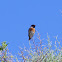 European Stonechat (Ευρωπαϊκός Μαυρολαίμης)