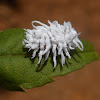 Cryptolaemus montrouzieri larva