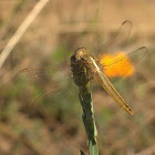 Broad Scarlet - female