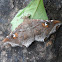Episparis moth