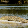 Mugger Crocodile