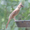 Northern Cardinal       Juvenile