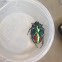 Figeater beetle