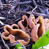 Brown cup fungus