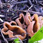 Brown cup fungus