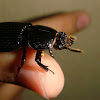 Escarabajo charol