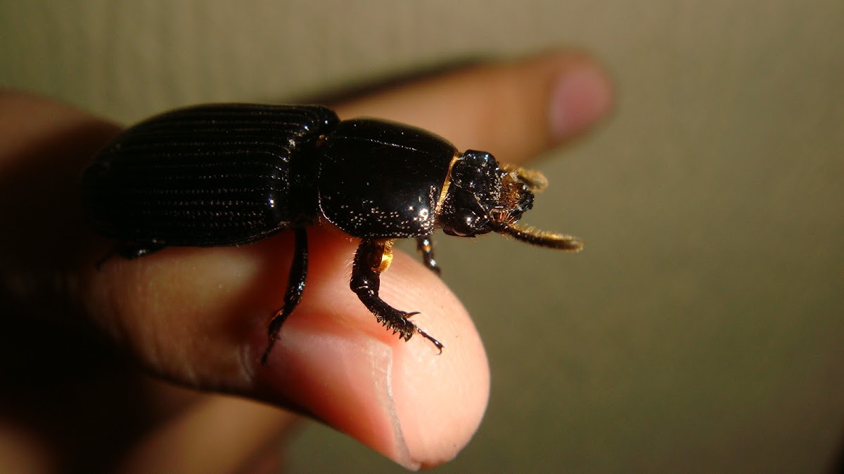 Escarabajo charol
