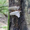 Bracket or Shelf fungus