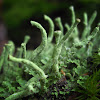 Real Cup Lichen